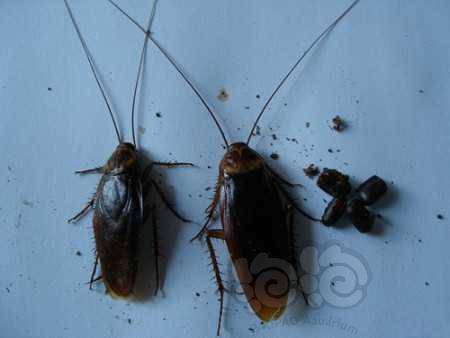 美洲大蠊和黑胸大蠊可达4cm左右德国小蠊普遍2-3cm图六也是南方蟑螂