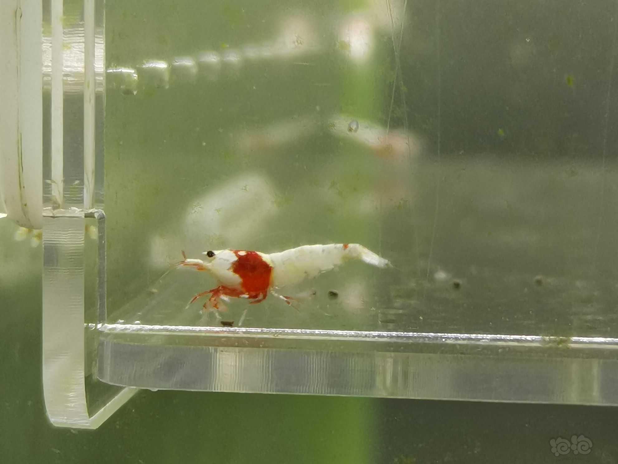 【虾】2021-09-05#RMB拍卖红白白躯水晶虾11只-图3