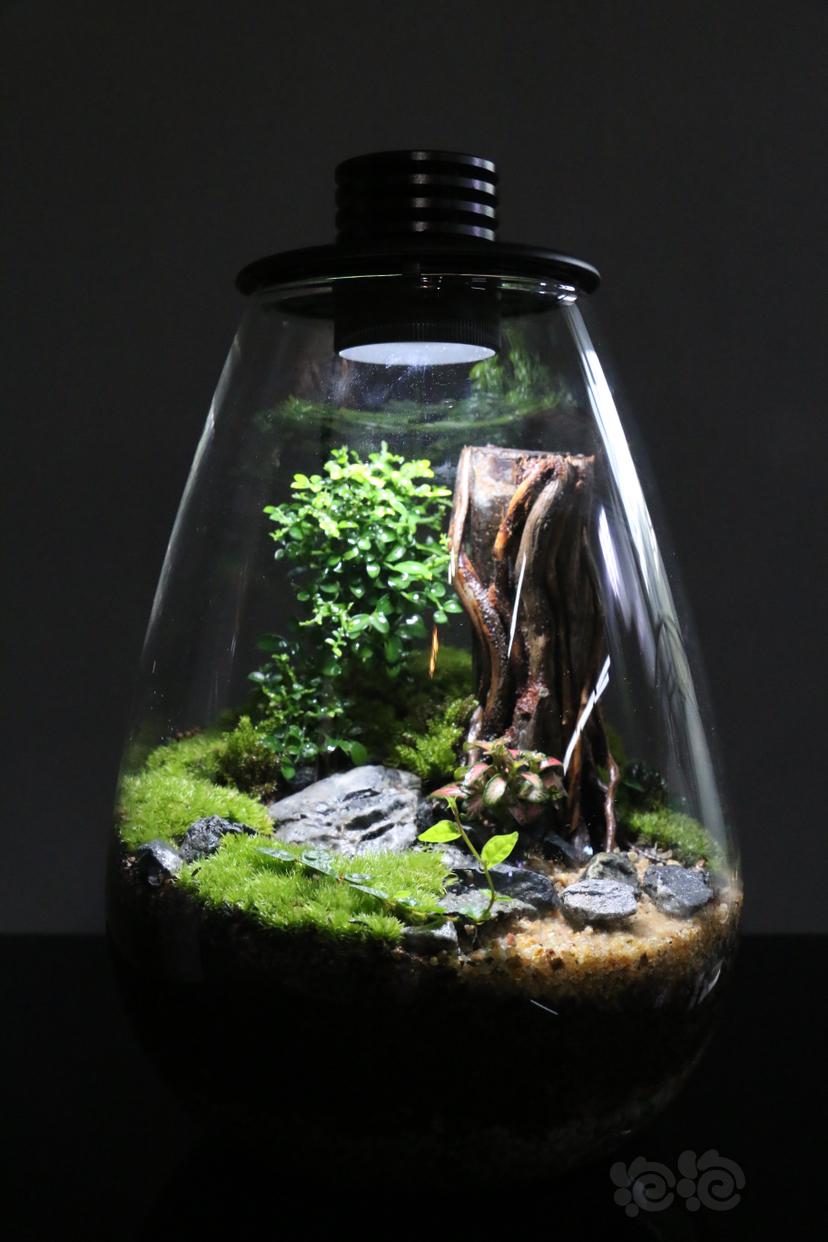 【微景观】苔藓景观，生态瓶-图6