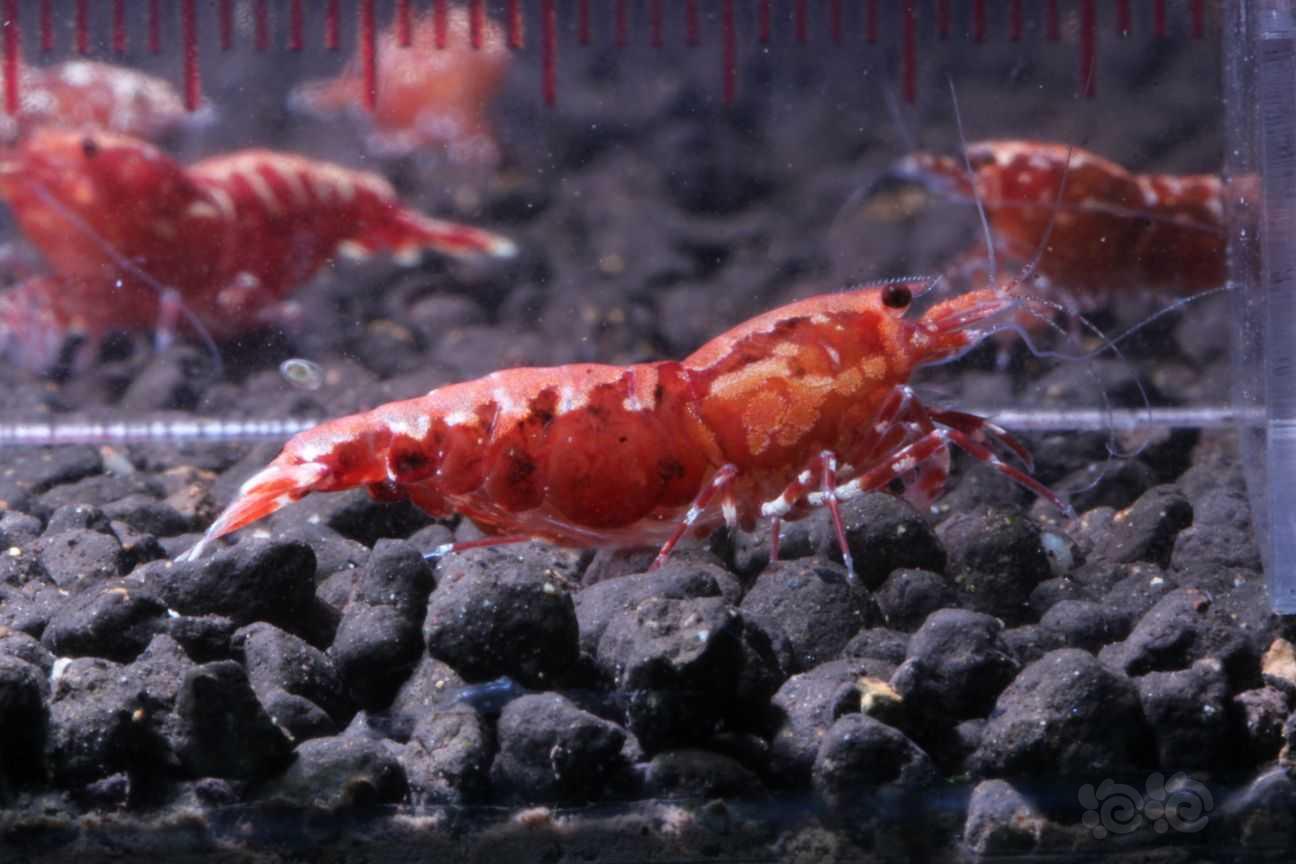 【虾】2021-09-01#RMB拍卖#红银河一只-图1