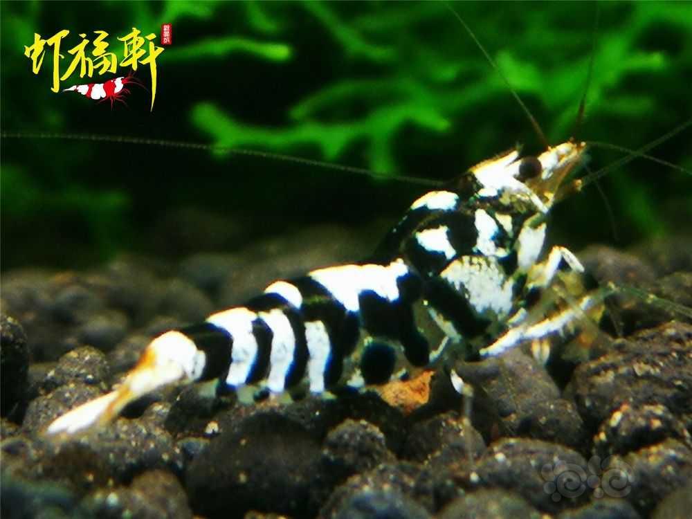 【虾】2021-09-02#RMB拍卖#黑花虎淘汰级亚成8只-图1