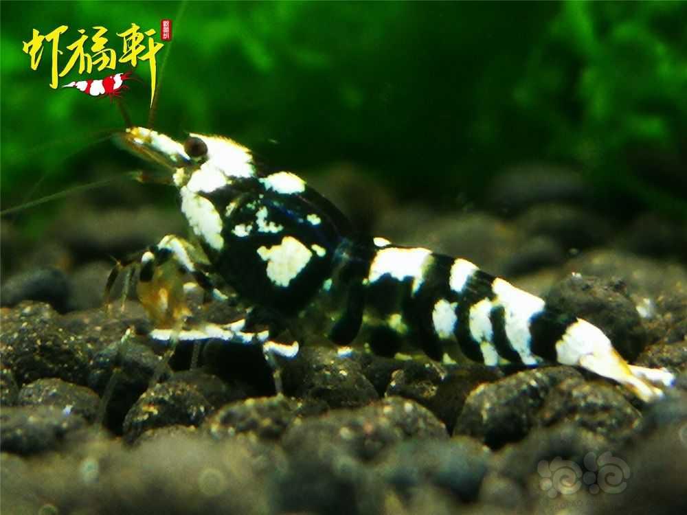 【虾】2021-09-02#RMB拍卖#黑花虎淘汰级亚成8只-图3