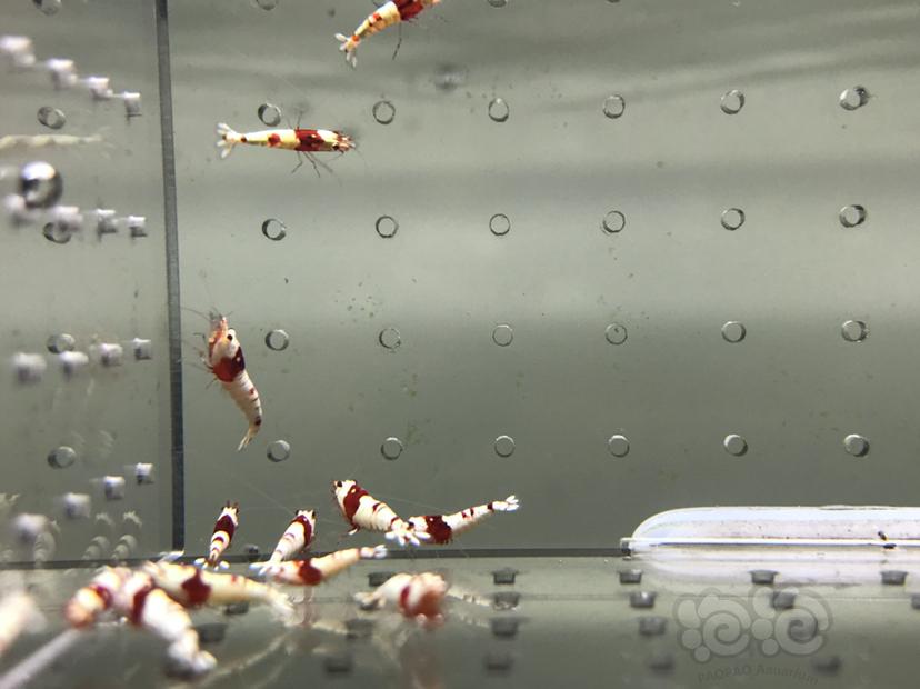 【虾】2021-09-09#RMB拍卖#纯血红白水晶虾一份20只-图4