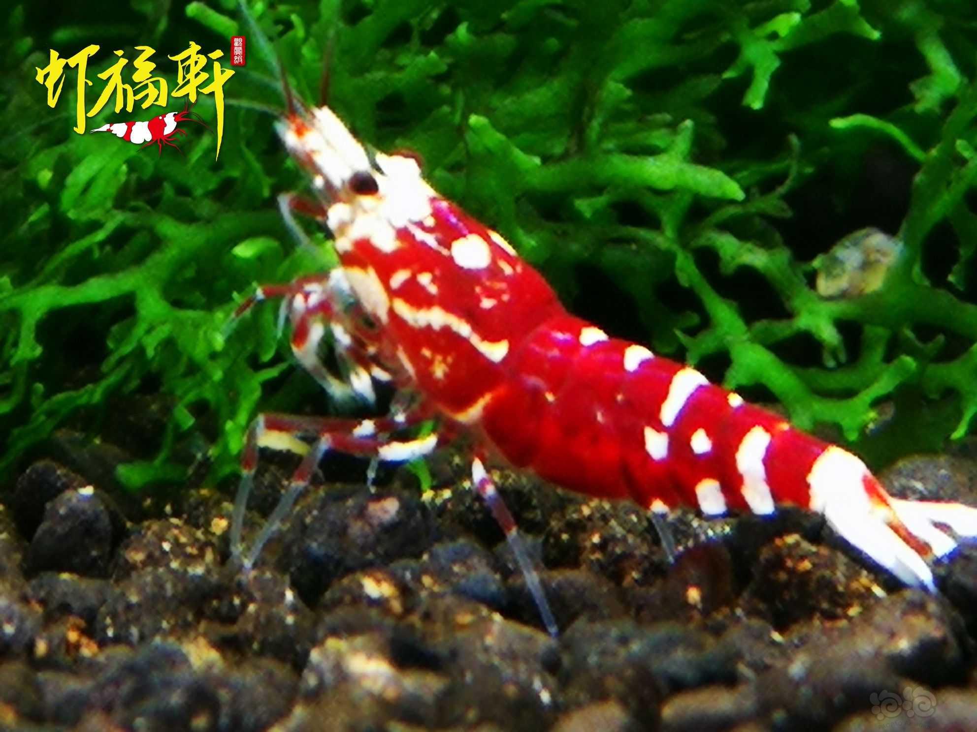【虾】2021-09-04#RMB拍卖#优质深红表现红花虎3只-图4