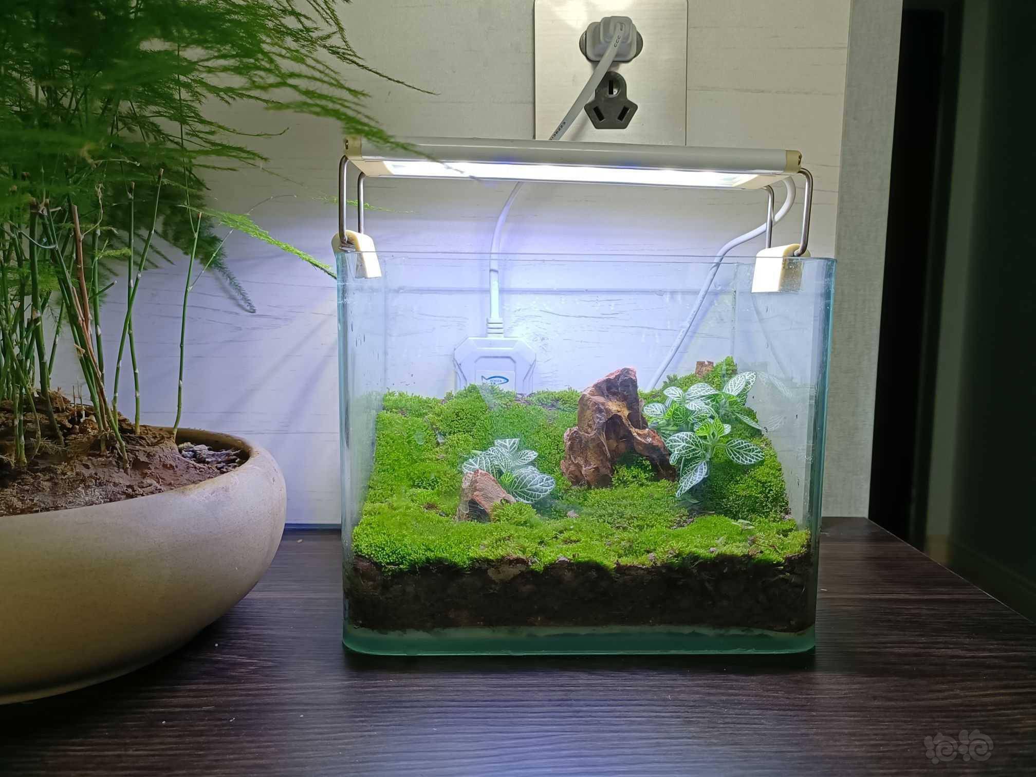 路边采的苔藓,废弃的小鱼缸做个小景