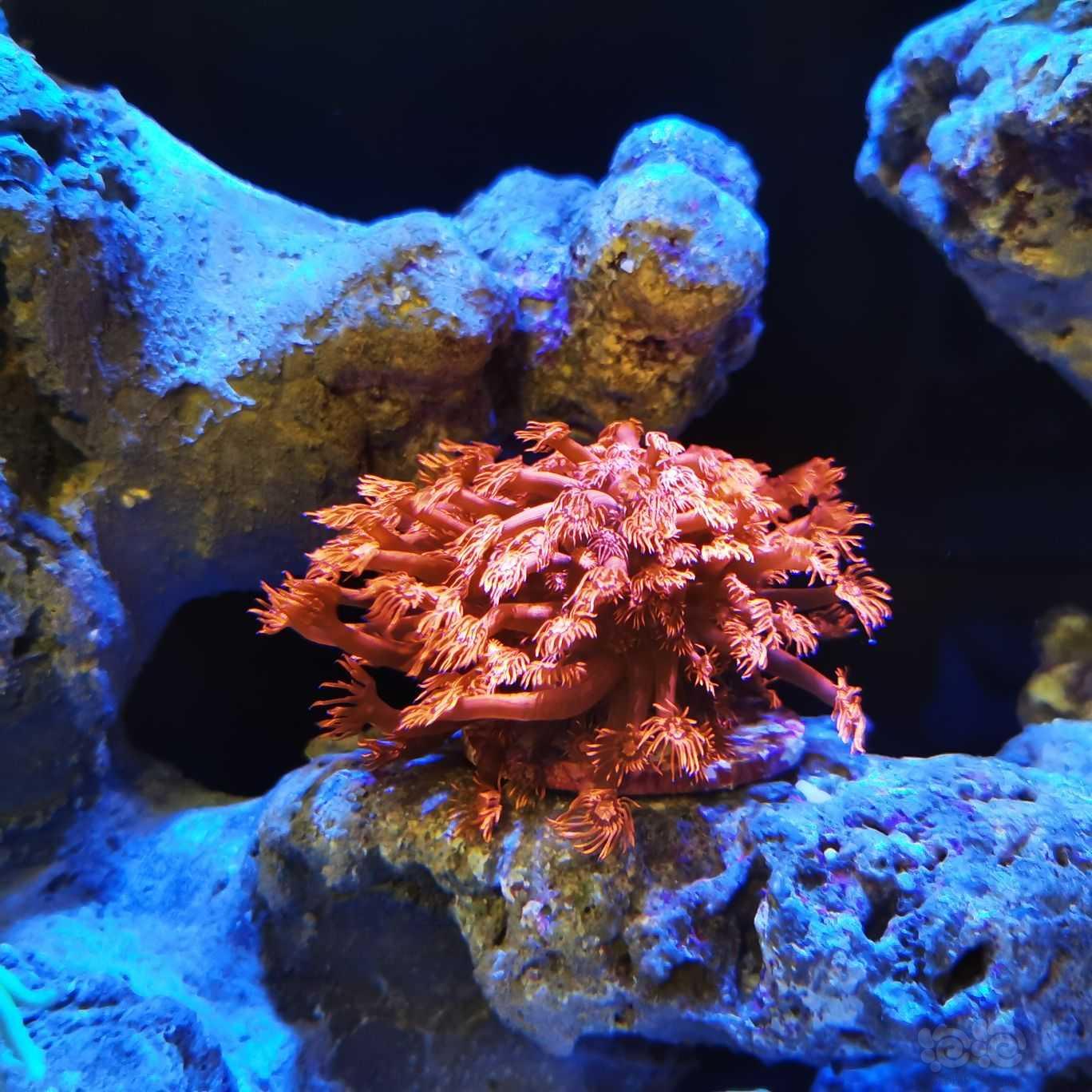 下珊瑚下珊瑚-图2