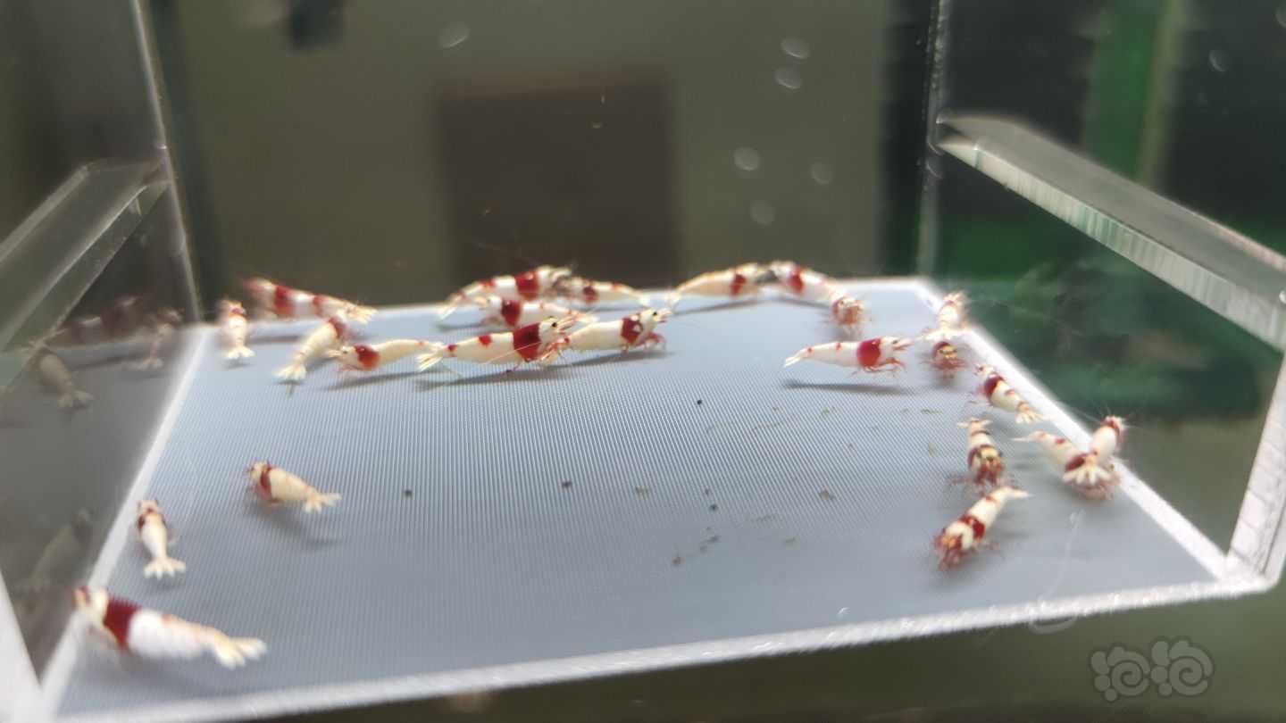 【虾】2021-09-11#RMB拍卖红白水晶虾22只-图3