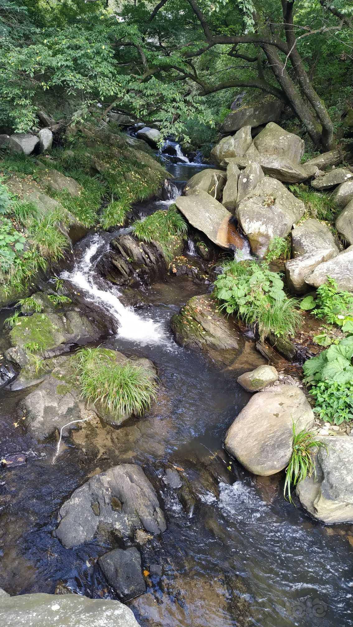 原生造景与生物 庐山的溪流