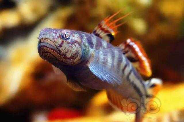 漂亮好养的阿布鲻虾虎