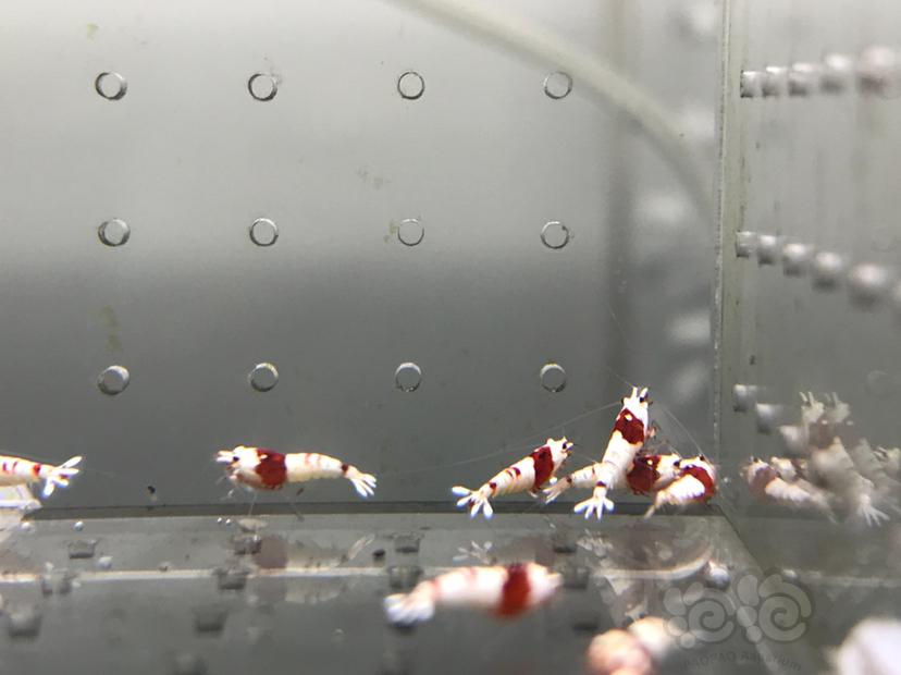 【虾】2021-09-14#RMB拍卖#纯血红白水晶虾一份20只-图2
