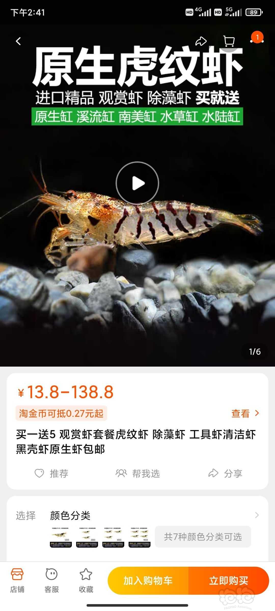 虎纹虾是黑壳系的吗，会和黑壳杂吗-图1