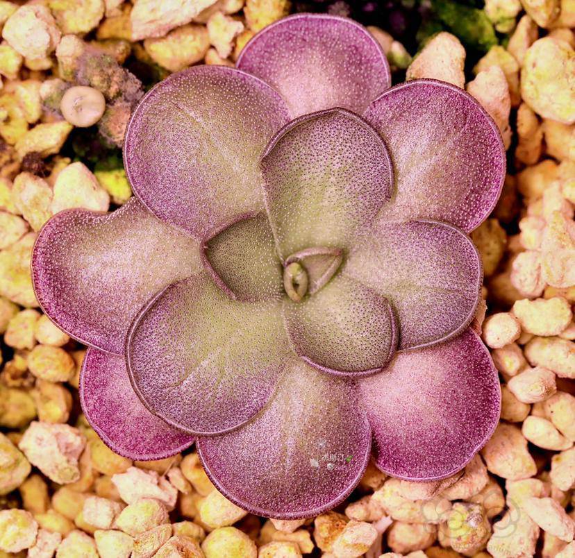 【食虫】圆切捕虫堇-图2