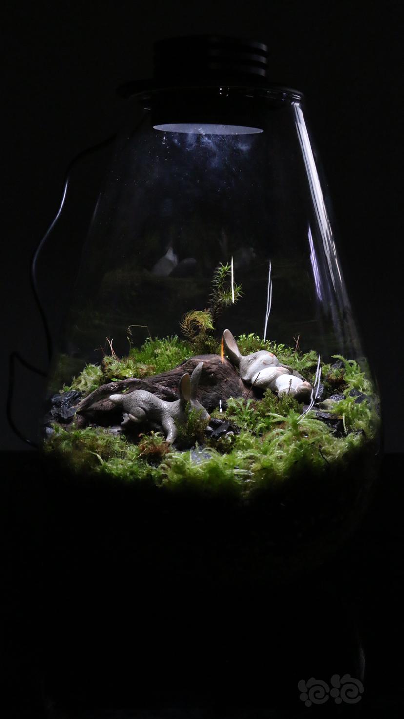 【微景观】苔藓景观，生态瓶-图3
