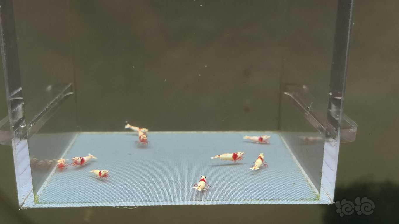 【虾】2021-09-29#RMB拍卖系统红白苗子10只-图5