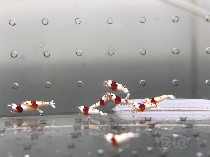 【虾】2021-09-14#RMB拍卖#纯血红白水晶虾一份20只-图7
