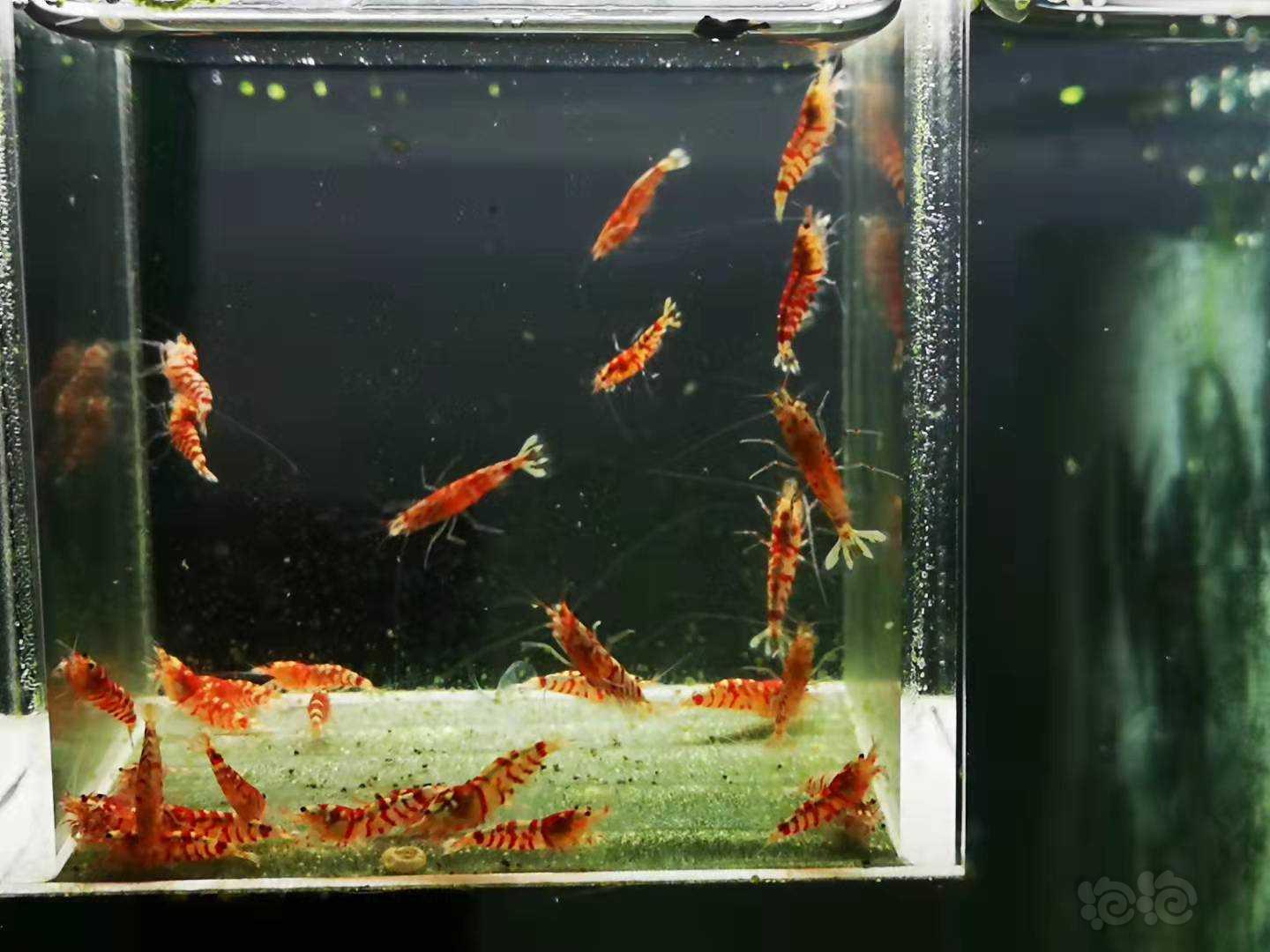 【虾】2021-09-10#RMB拍卖Mars血统红花虎淘汰-图4