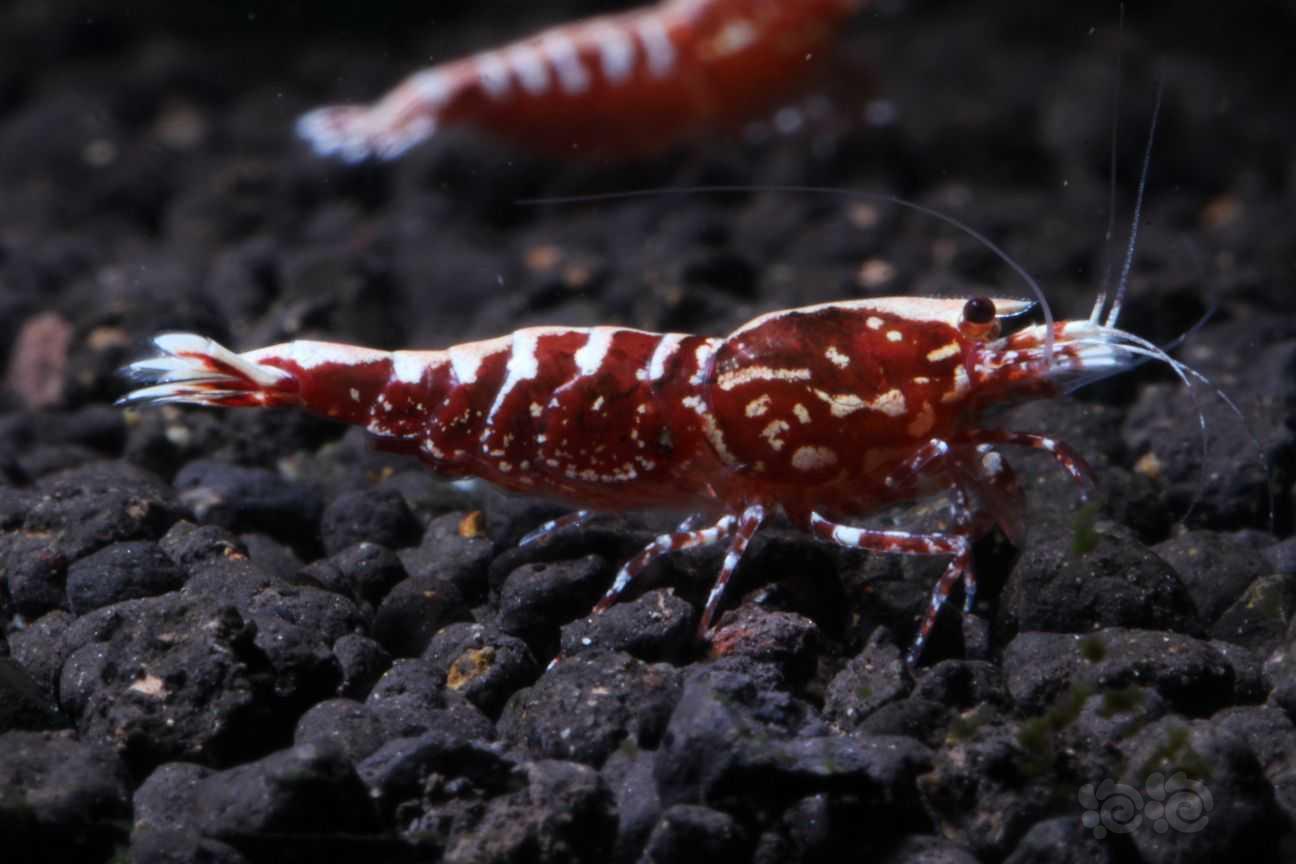 【虾】2021-09-17#RMB拍卖#红银河星钻母虾一只-图1