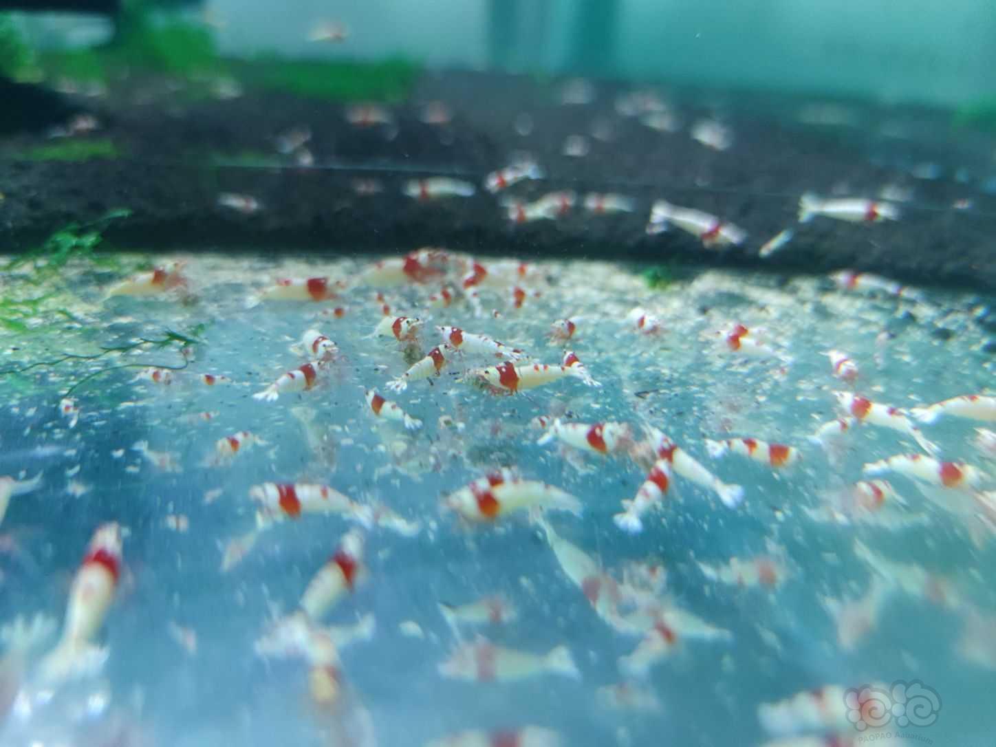 红白纯血水晶虾，百元套餐-图4