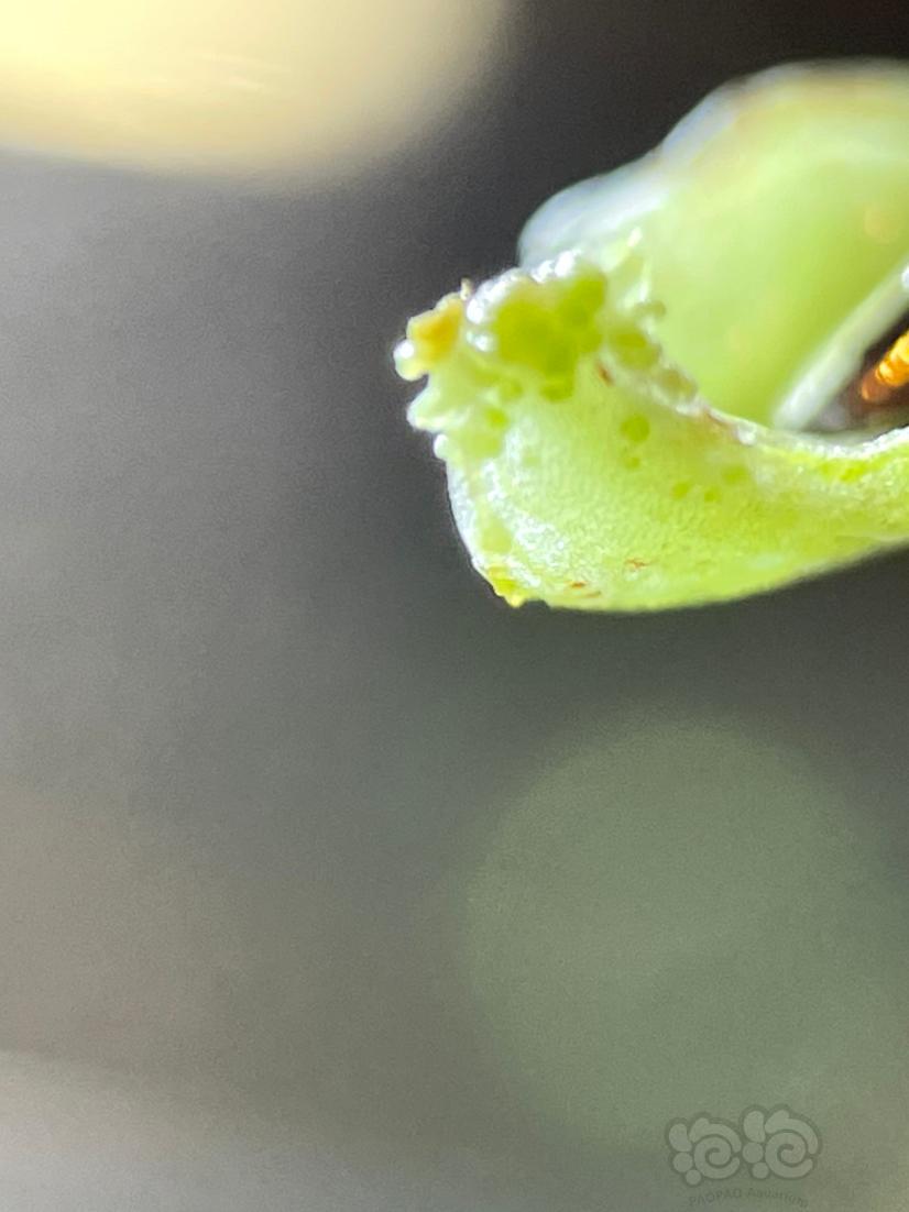 【食虫】食虫植物叶片繁殖-图4