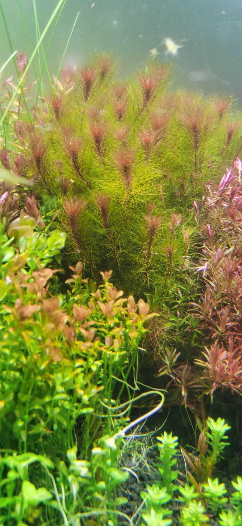 乌苏里聚藻，印度小圆叶，粉红宫廷套餐-图3