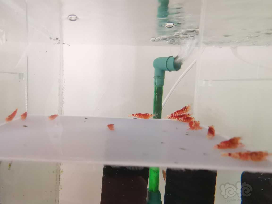 【虾】2021-10-16#RMB拍卖红花虎水晶虾12只-图2