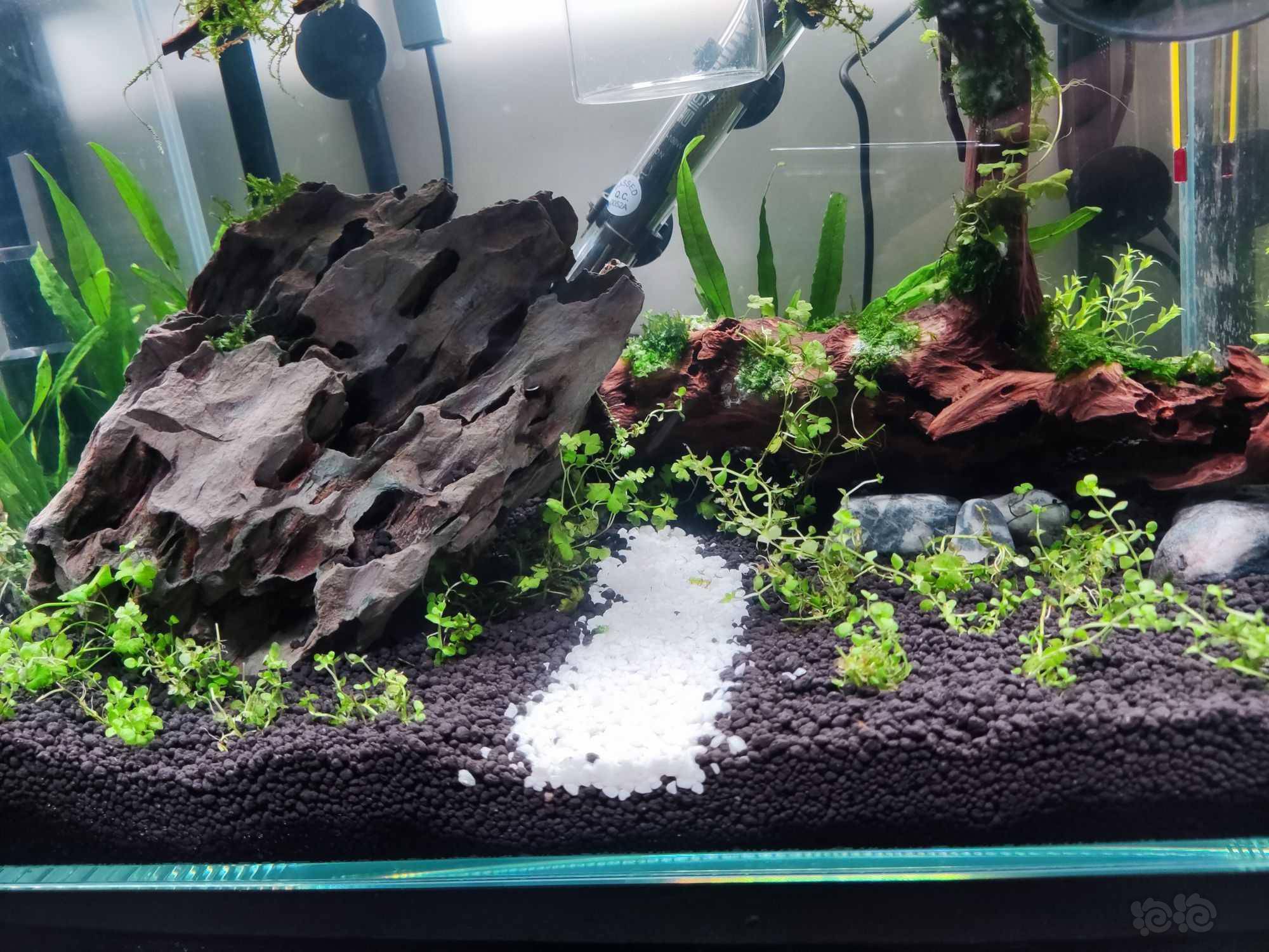 请问下过滤水流量过大有什么影响吗 泡泡水族