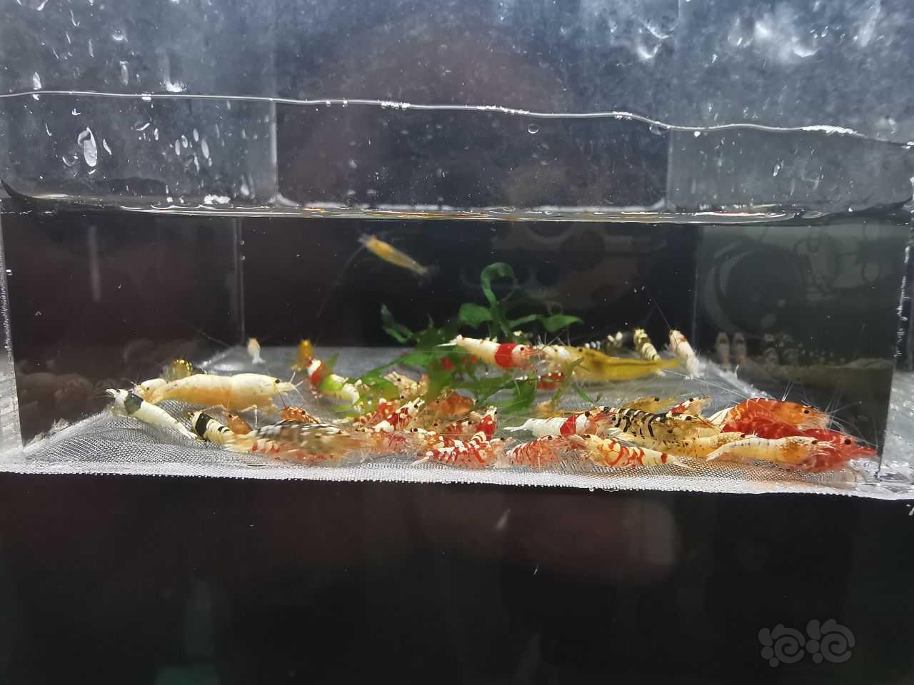 【虾】2021-10-31#RMB拍卖杂虾60只-图3