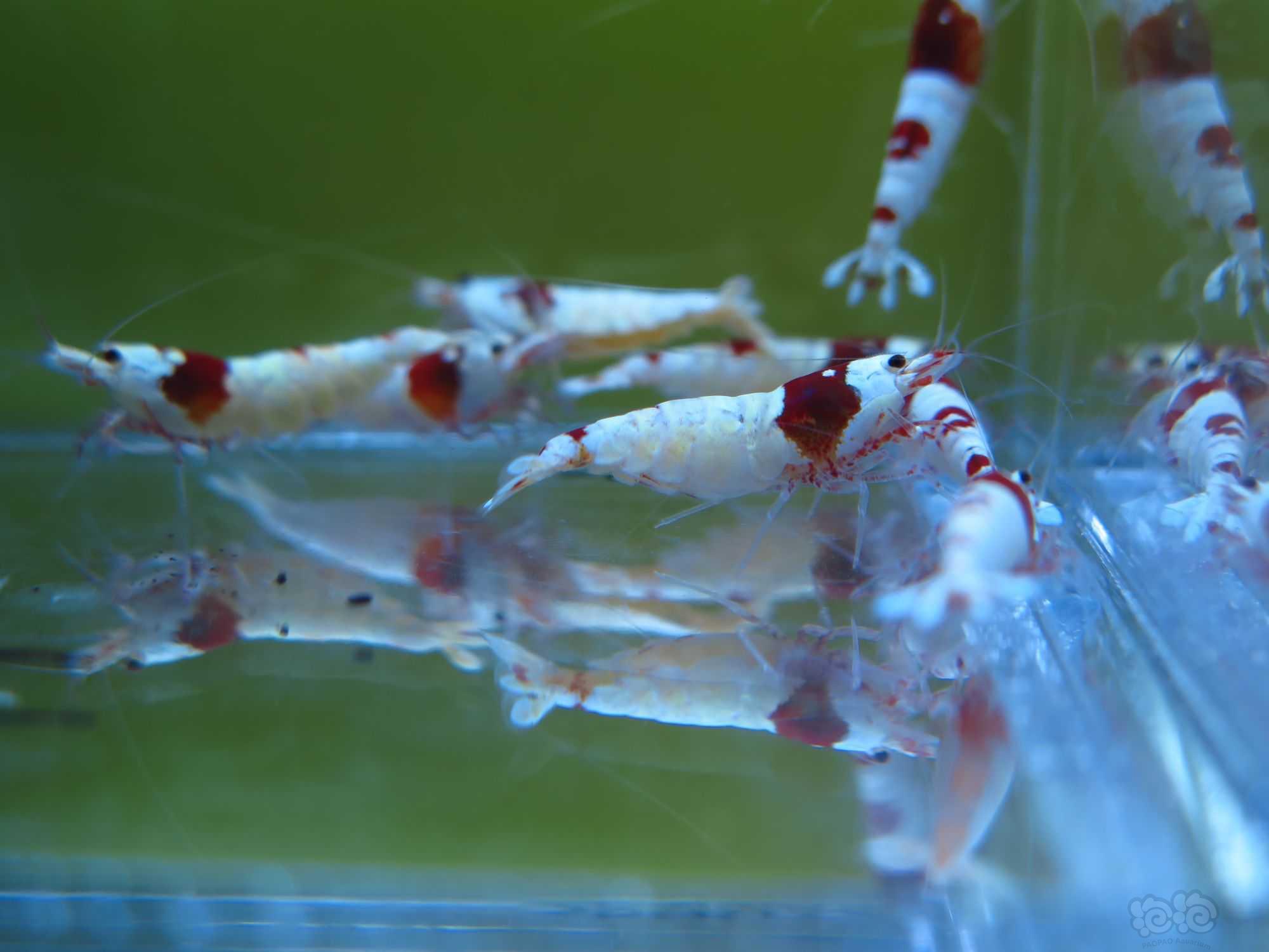 广东出10只红白水晶虾繁殖组-图2