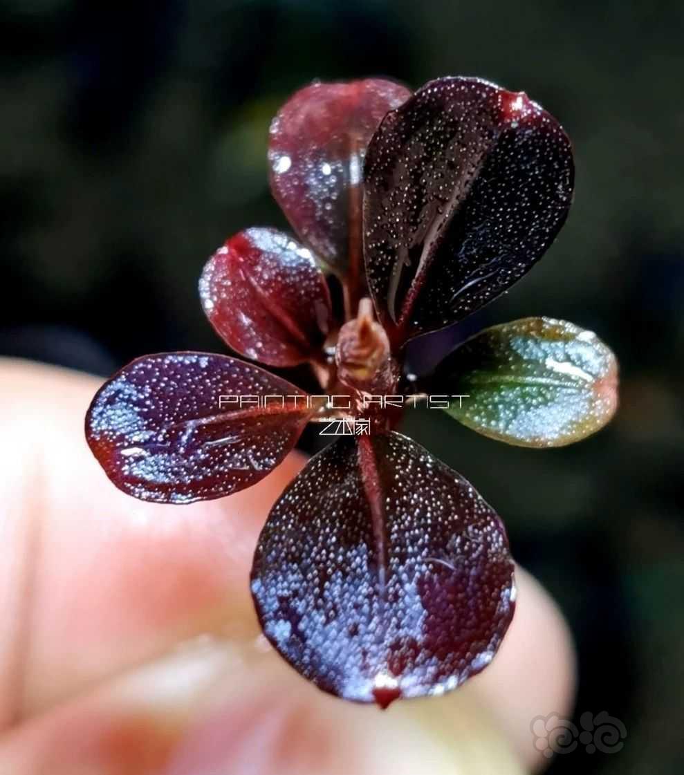 爆脉花 圆脉花 红脉花 艺术圆叶 泡泡水族