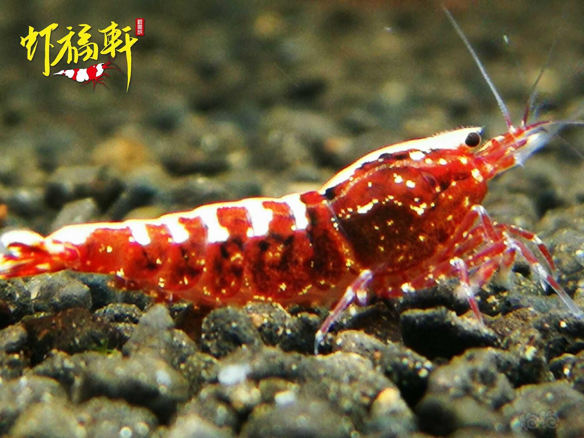 【虾】2021-10-09#RMB拍卖#红银河星钻3只-图4