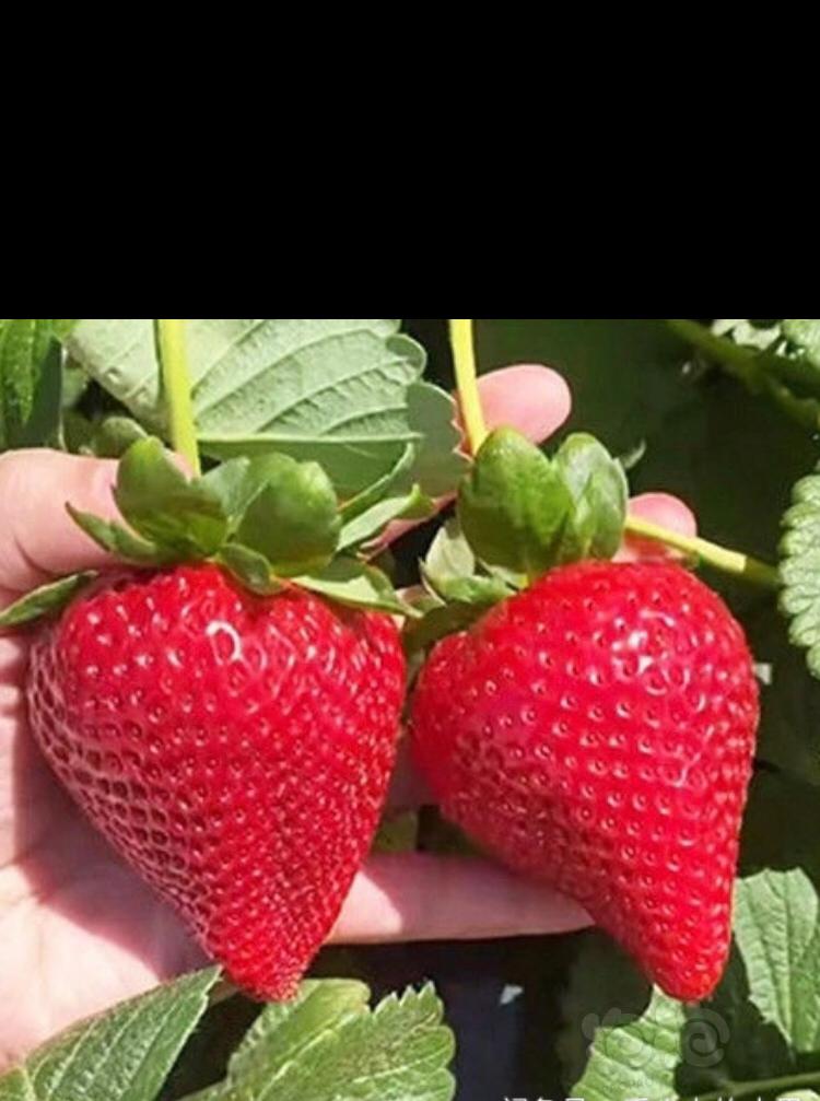 求推荐草莓苗-图1