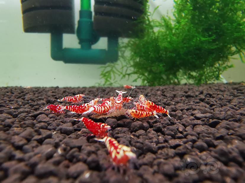【虾】2021-10-14#RMB拍卖红花虎幼虾一组50只-图3