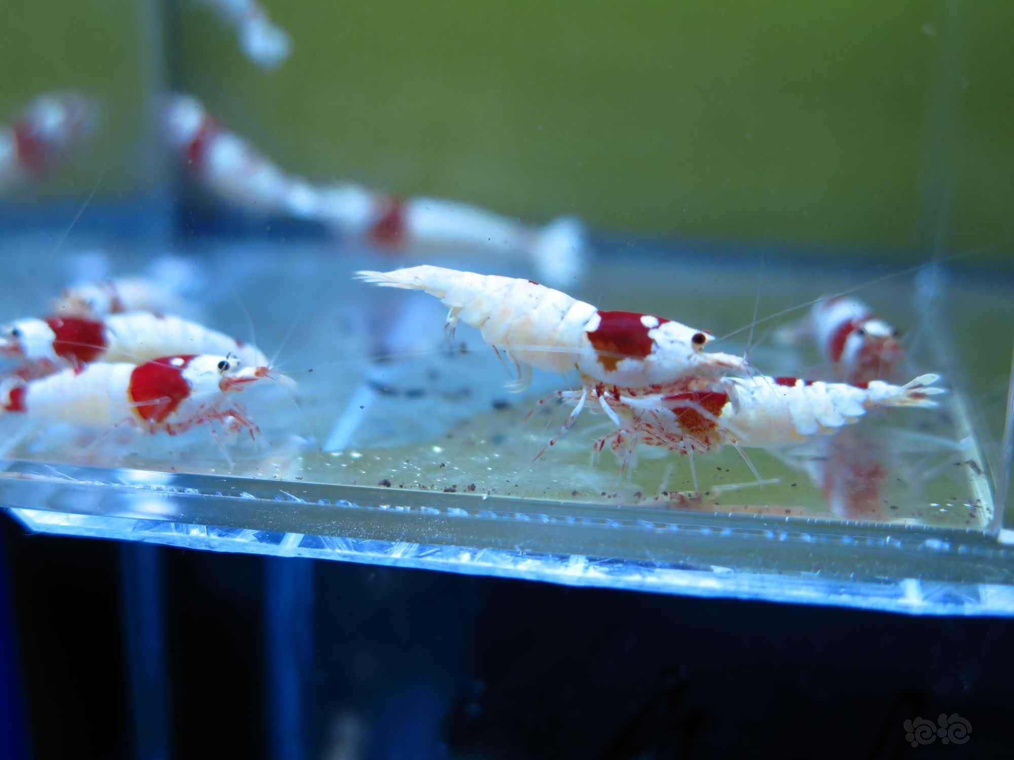 广东出11只红白水晶虾繁殖组-图1