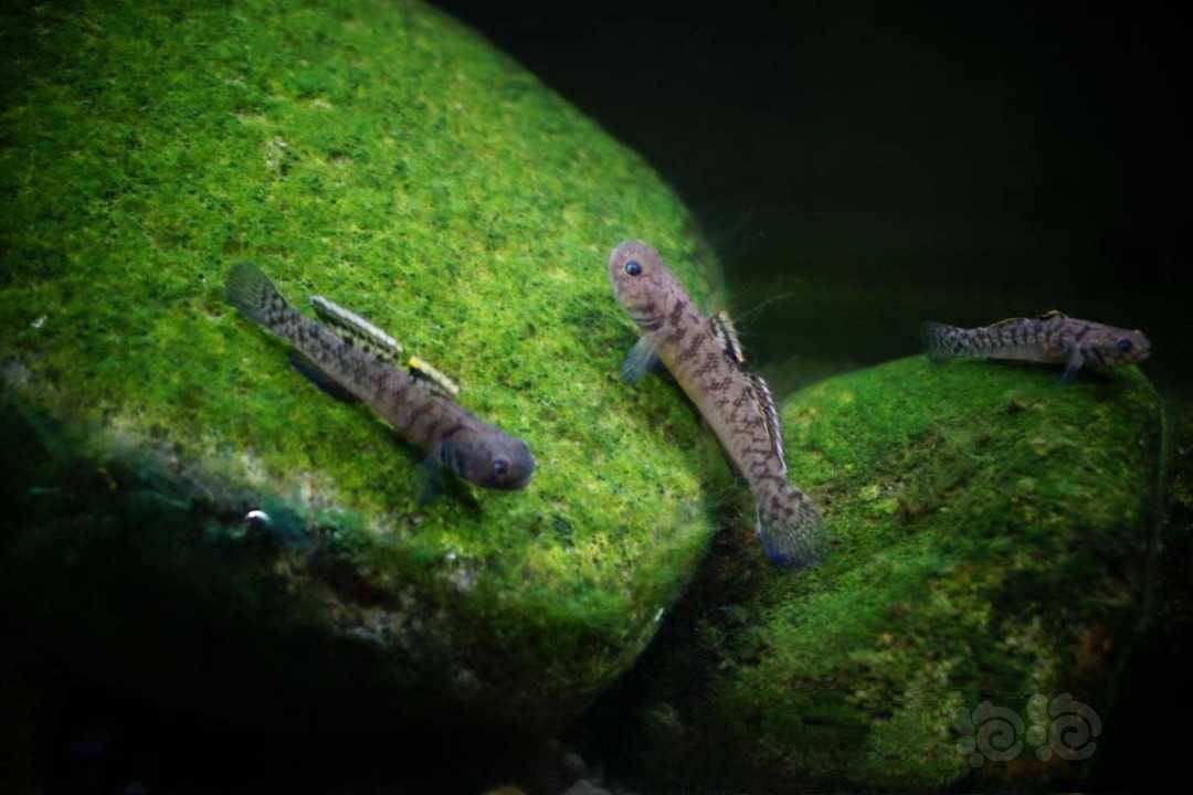 出点粘皮鲻虾虎,皮实好养-图3