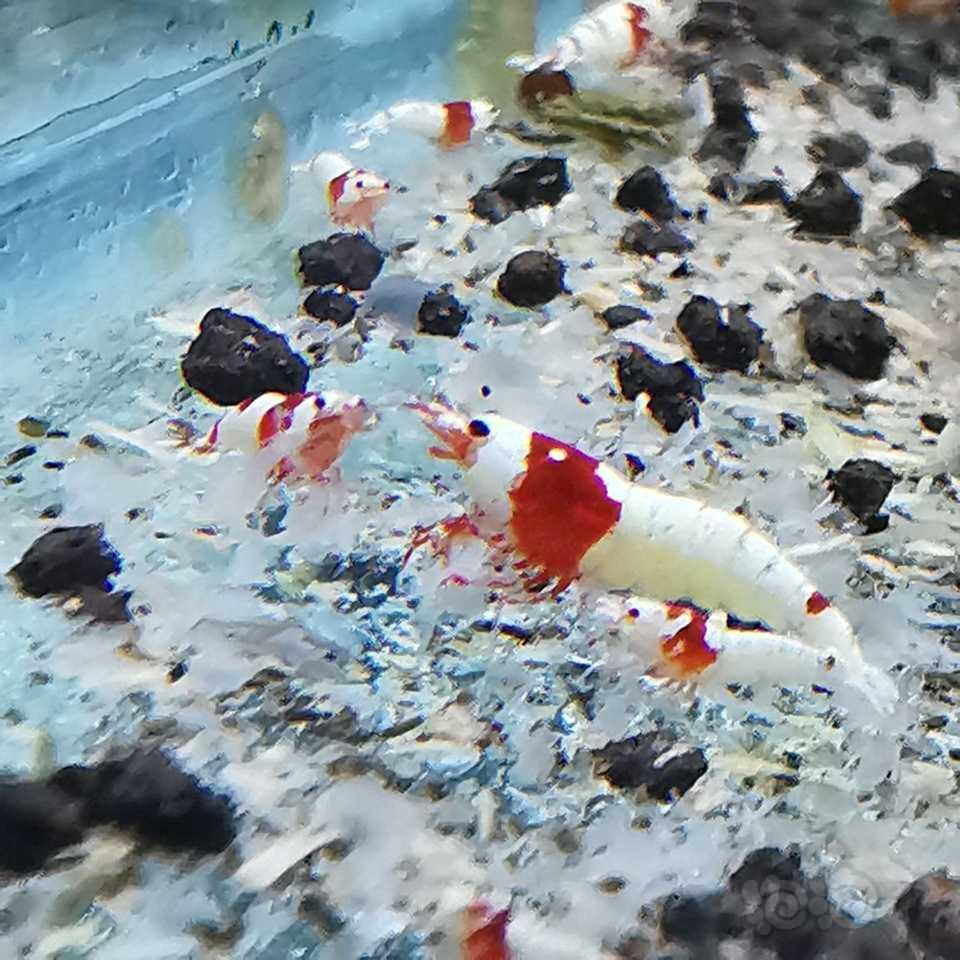 【水晶虾】出红白，红花虎，黑花虎-图1