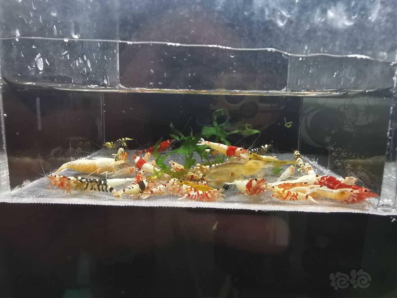 【虾】2021-10-31#RMB拍卖杂虾60只-图4