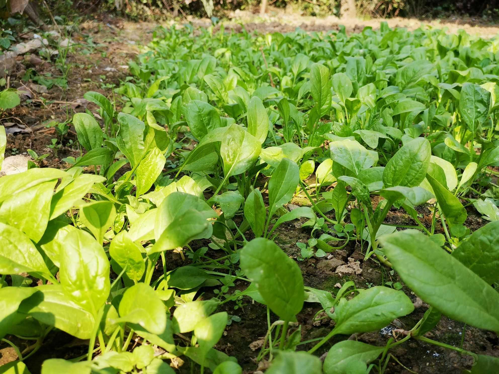 菠菜长在土里的图片图片