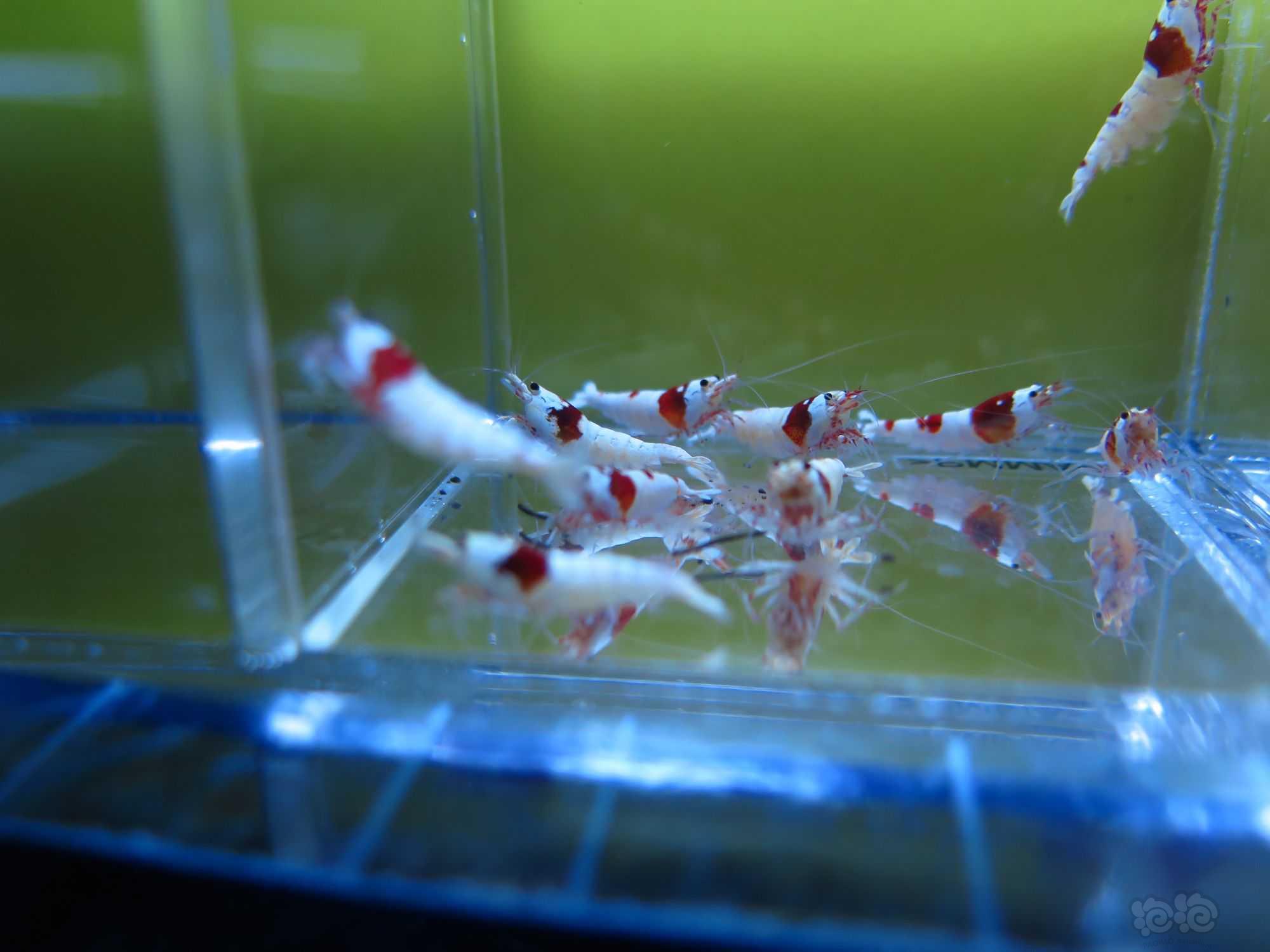 广东出10只红白水晶虾繁殖组-图5
