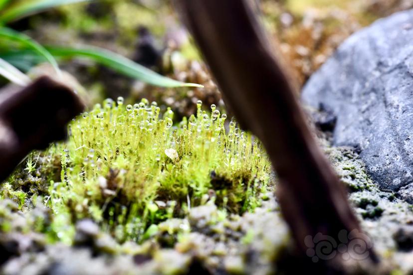 【微景观】闲来拍缸里的苔藓 ​​​1-图8