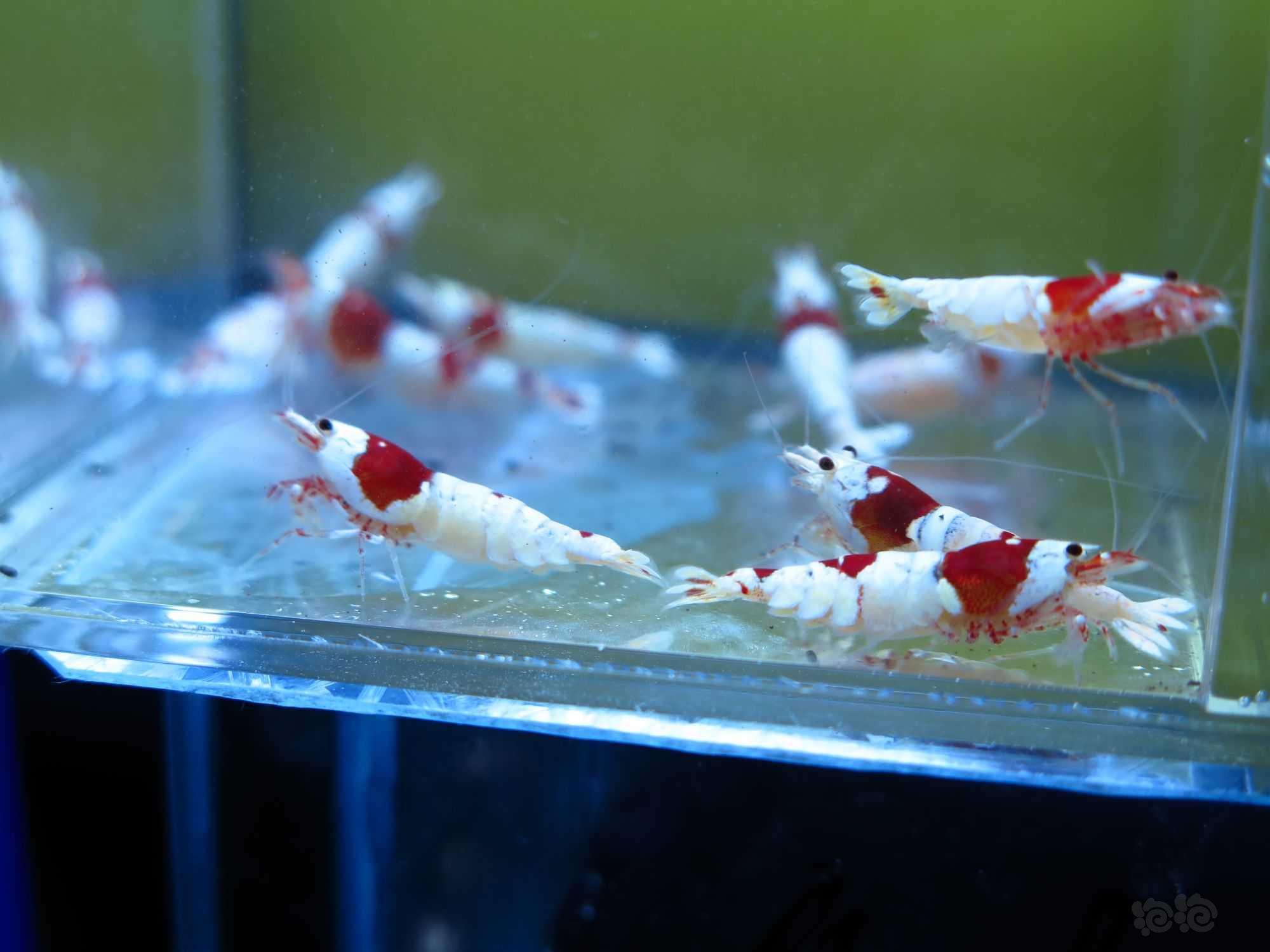 广东出11只红白水晶虾繁殖组-图8