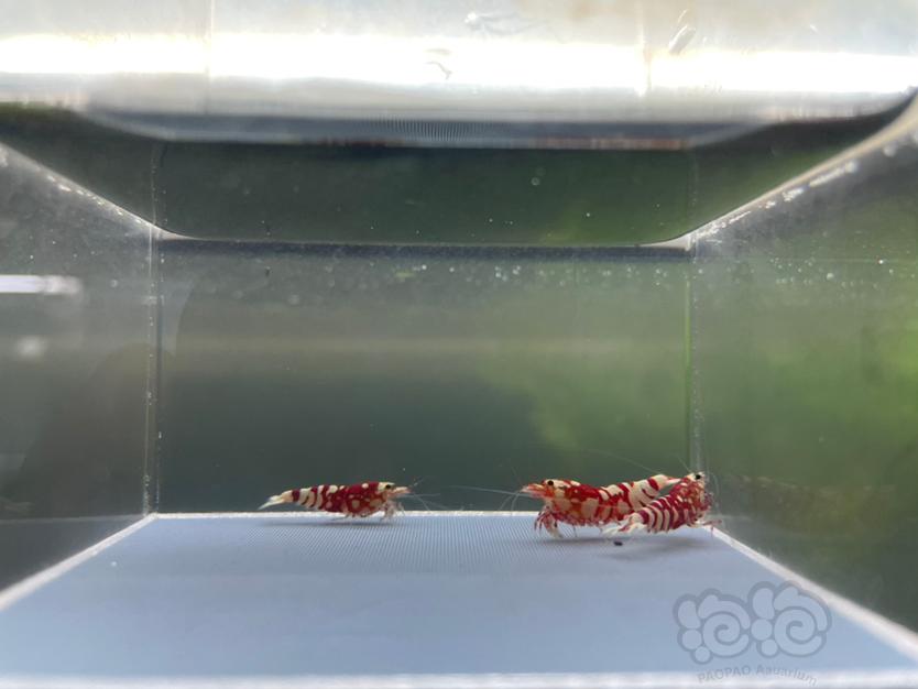 【虾】2021-10-21#RMB拍卖#太极红花虎3只-图1