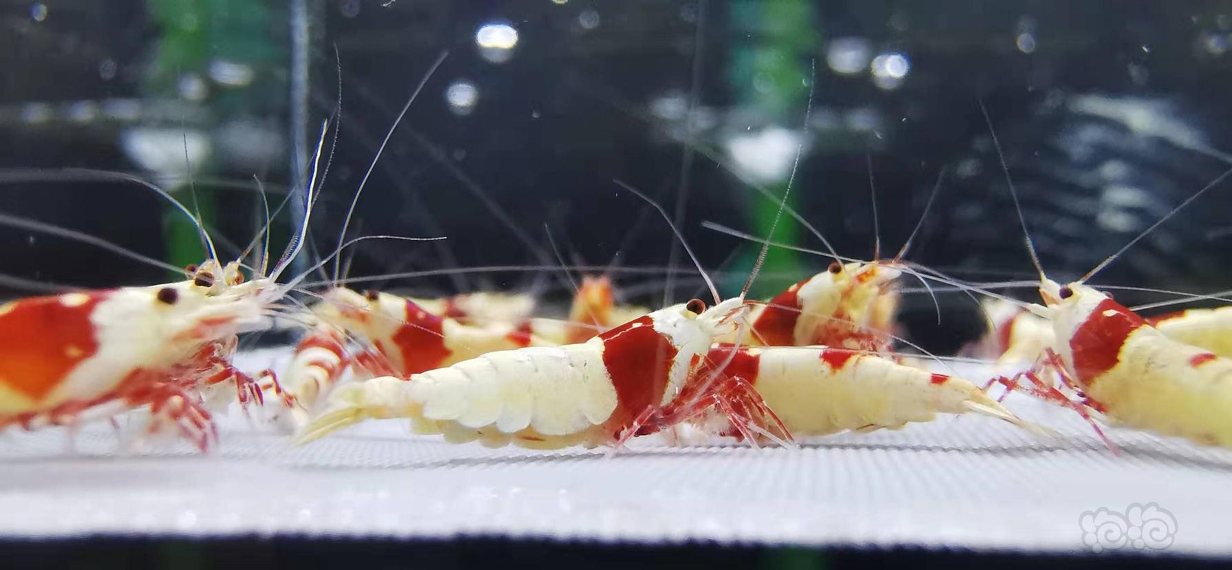 【虾】2021-10-13#RMB拍卖红白水晶虾一份25只-图1