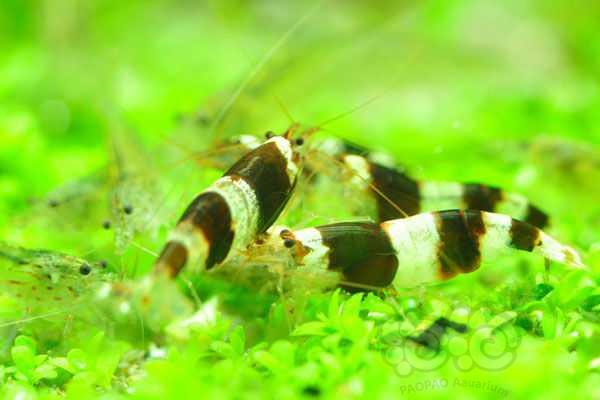 【水晶虾】出点原生蜜蜂虾（黑白水晶🦐，红白水晶🦐始祖）-图5