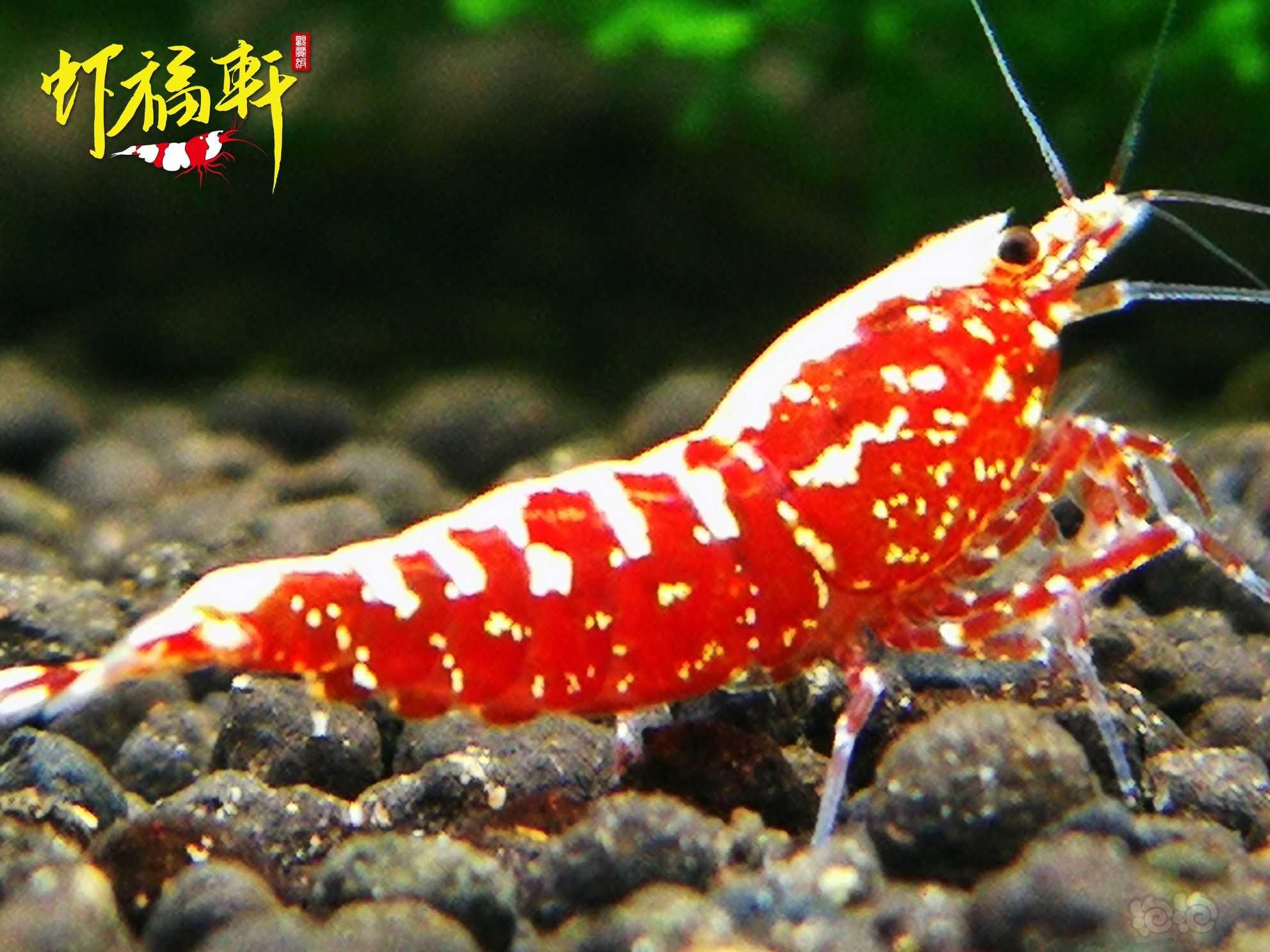 【虾】2021-10-09#RMB拍卖#红银河星钻3只-图2