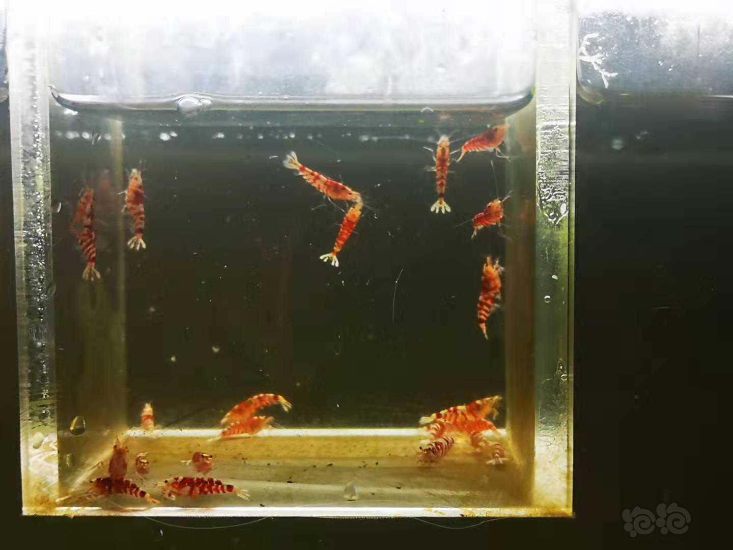 【虾】2021-10-18#RMB拍卖Mars血统红花虎一线缸苗-图3