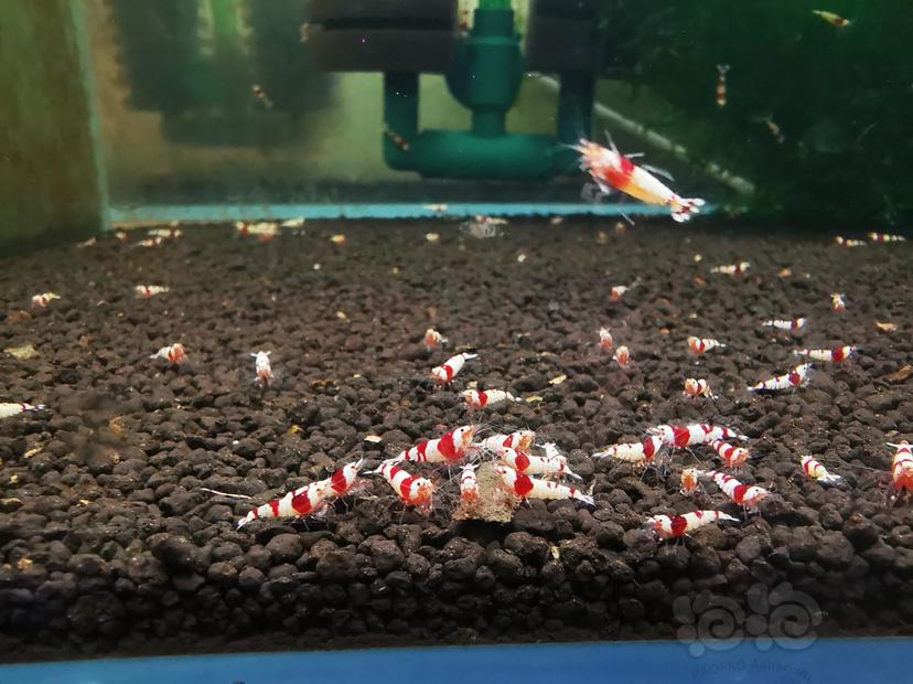 【虾】2021-10-23#RMB拍卖红白幼虾一组100只-图3