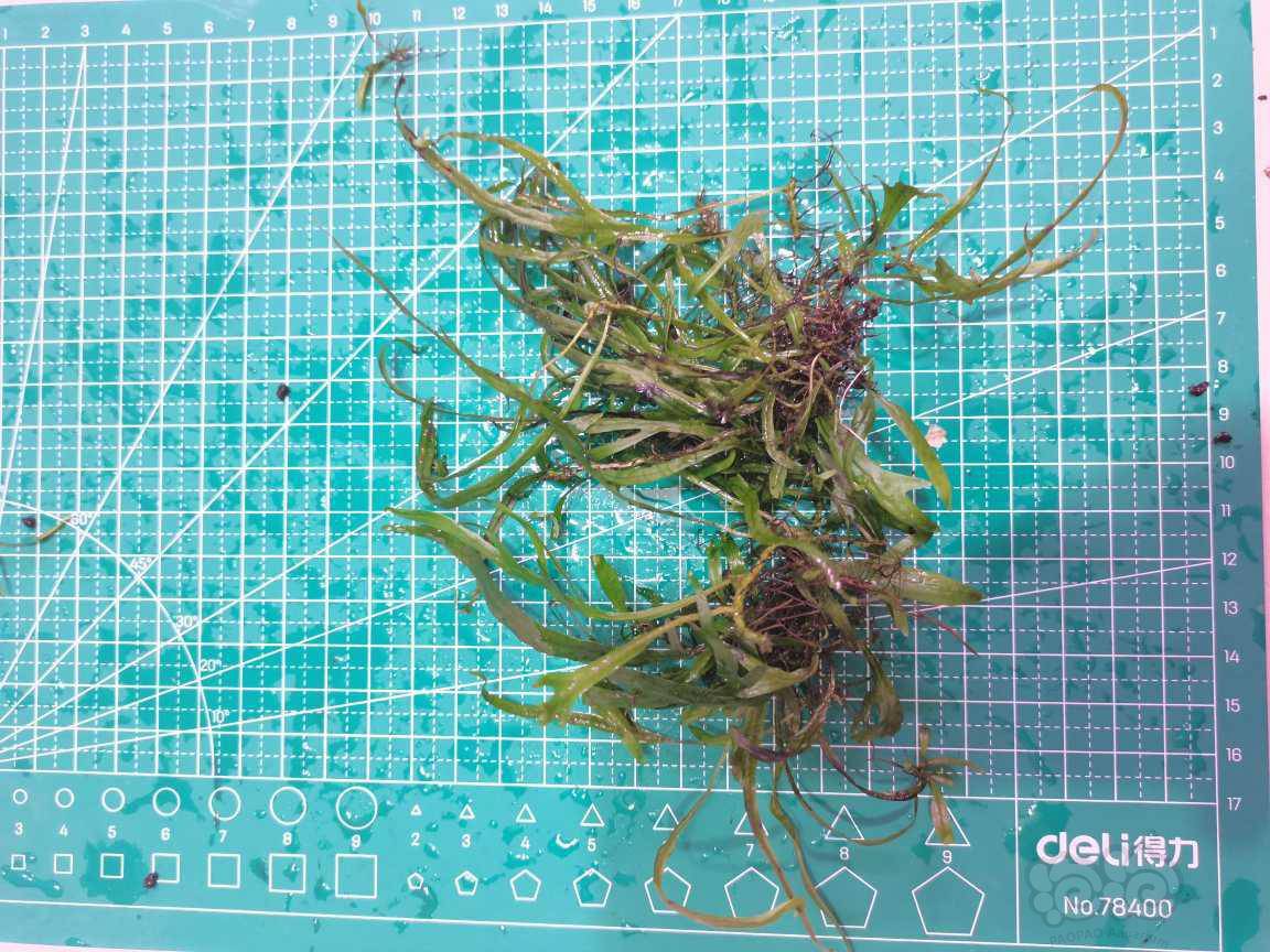阴性草集邮贴共13种