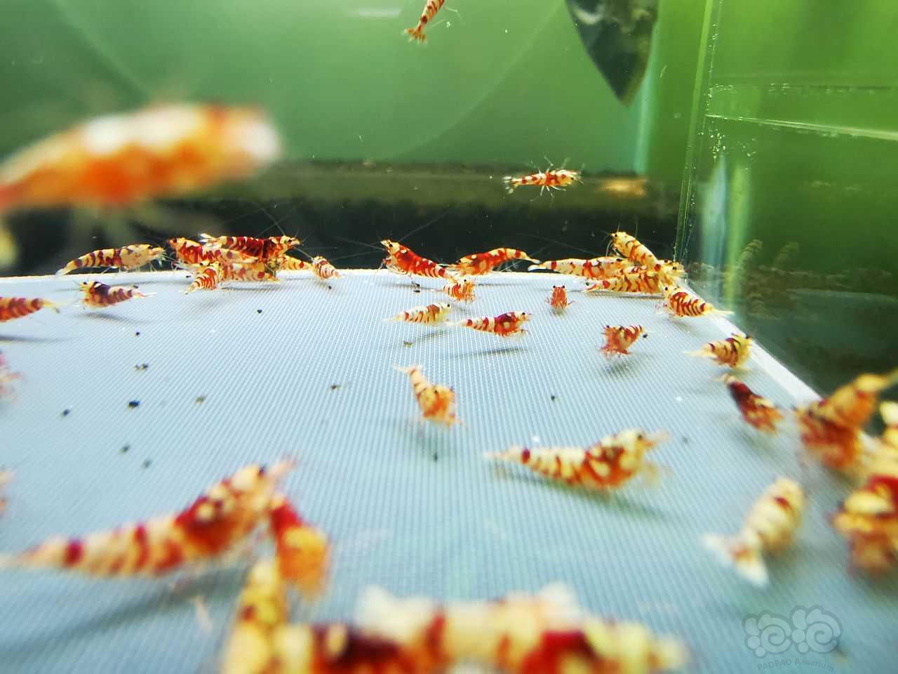 【虾】2021-10-19#RMB拍卖#红花虎一份80只：-图11
