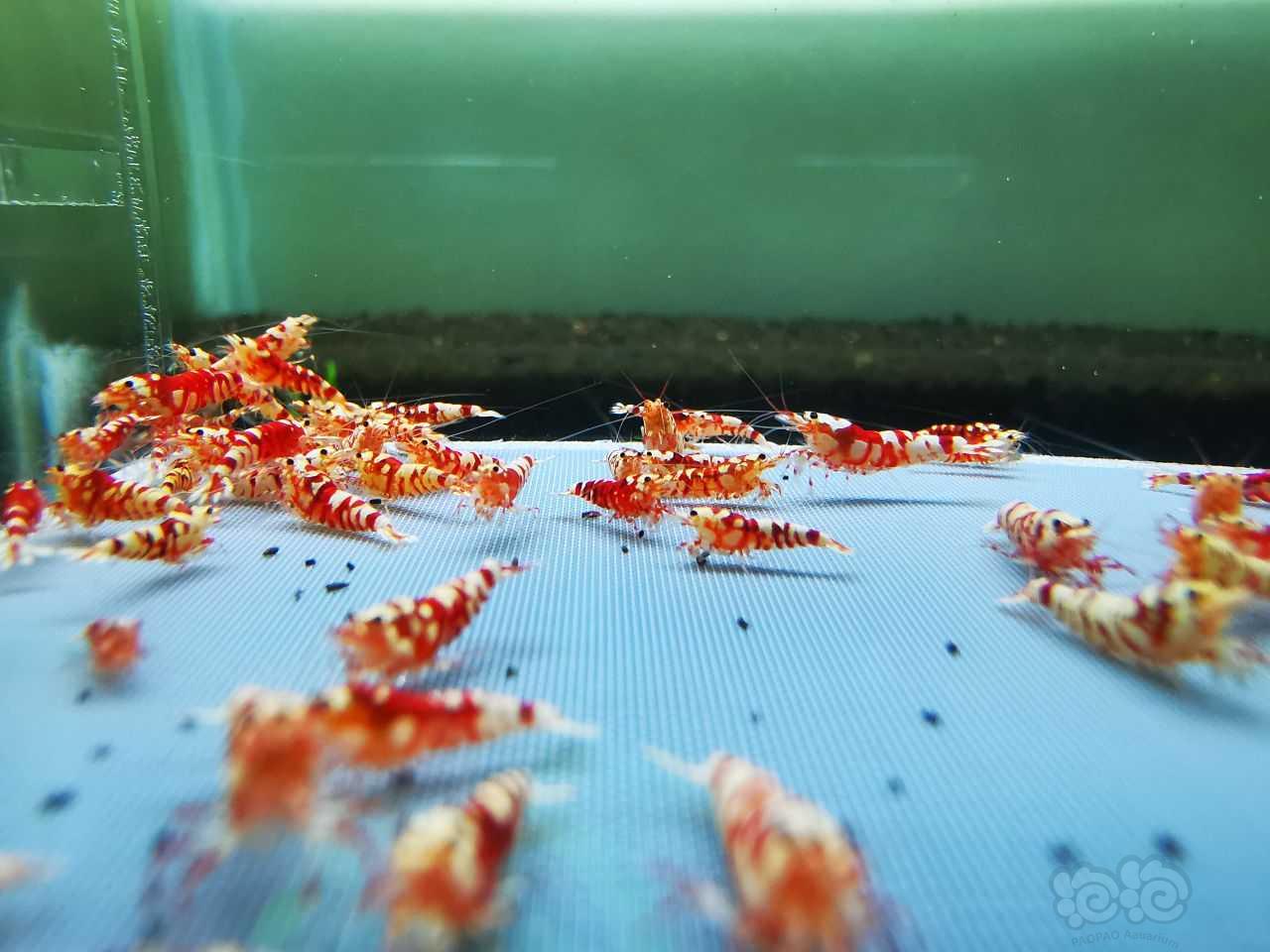 【虾】2021-10-16#RMB拍卖#红花虎苗子一份80只：-图8