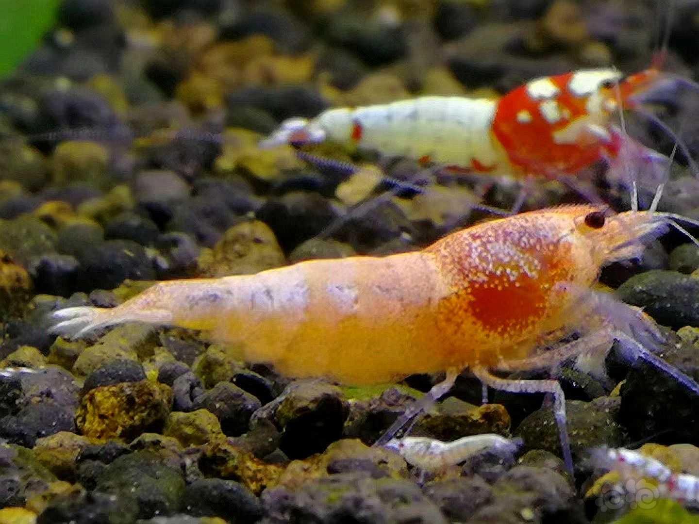 新品种 粉红金刚水晶虾-图3